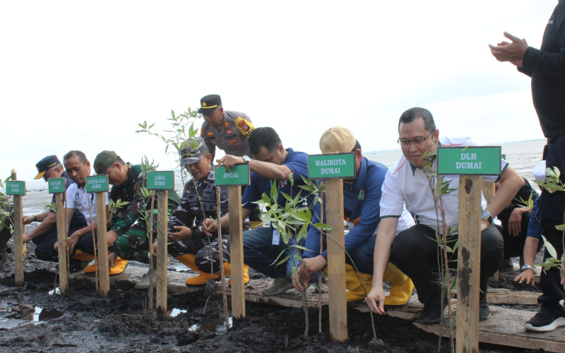 Apical Dumai Peringati Hari Mangrove Sedunia Tanam 2 000 Pohon Di