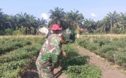 Pendampingan Pertanian dan Edukasi Karhutla, Koramil 03 Hadir di Tengah Petani