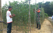 Sertu Roni Dampingi Petani Tanam Kacang Panjang