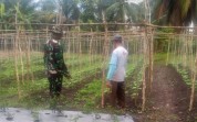 Babinsa Bagan Keladi Cek Lahan dan Dampingi Petani Timun Saat Patroli Karhutla