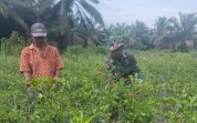Sertu Muh Ali Mustofa Beri Pendampingan Kebun Cabe di Sungai Sembilan