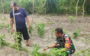 Babinsa Edukasi Warga Soal Karhutla, Sekaligus Perkuat Ketahanan Pangan Lewat Pendampingan Petani