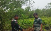 Babinsa Koramil 01/Dumai Ajak Warga Cegah Karhutla, Sekaligus Dampingi Budidaya Terong
