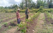 Babinsa Erwan Beri Pendampingan Petani Cabai, Dorong Peningkatan Hasil Panen