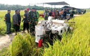 Kodim Dumai Perkuat Ketahanan Pangan Lewat Panen Padi Bersama di Sungai Sembilan