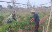 Babinsa Koramil 03 Aktif Edukasi Pencegahan Karhutla kepada Petani