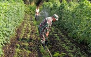 Perkuat Ketahanan Pangan, Babinsa Turun Langsung Bantu Petani Bagan Besar