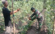TNI Dorong Produktivitas Petani, Tanaman Kacang Panjang di Basilam Baru Tumbuh Subur