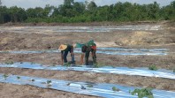 Dukung Swasembada Pangan, Babinsa Bukit Nenas Dampingi Petani Tanaman Timun