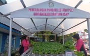 Panen 28,8 Kg Pakcoy, Bhayangkari Polsek Kawasan Pelabuhan Sukseskan Program Ketahanan Pangan