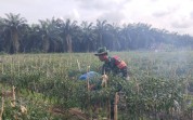 Dukung Pertanian Warga, Babinsa Sungai Sembilan Dampingi Kebun Cabai di Basilam Baru