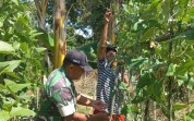 Wujud Ketahanan Pangan, Babinsa Bukit Nenas Aktif Dampingi Budidaya Semangka Warga