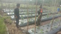 Dukung Ketahanan Pangan, Babinsa Koramil 02/Bukit Kapur Dampingi Petani Timun di Teluk Makmur