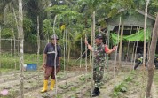 Pendampingan Babinsa Dorong Peningkatan Hasil Pertanian Masyarakat