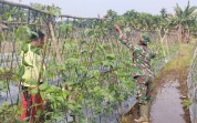 Dukung Ketahanan Pangan, Babinsa Koramil 03/SS Turun ke Kebun Petani Sosialisasikan Pencegahan Karhutla