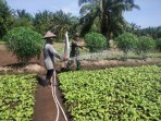 Patroli Karhutla hingga Budidaya Sawi, Babinsa Bagan Keladi Aktif Dampingi Masyarakat