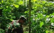Babinsa Koramil 03/SS Pantau Tanaman Gambas Milik Warga di Bangsal Aceh