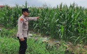 Polsek KSKP Dumai dan Kelompok Tani Perkuat Sinergi Wujudkan Swasembada Pangan