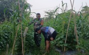 Sertu Misriyadi Dampingi Petani Mentimun Sekaligus Sosialisasi Pencegahan Karhutla