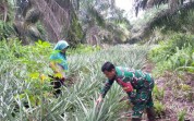 Pendampingan Pertanian dan Sosialisasi Karhutla, Babinsa Bangsal Aceh Hadir di Tengah Petani