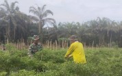 Turun ke Lapangan, Babinsa Dampingi Budidaya Cabe Merah di Basilam Baru