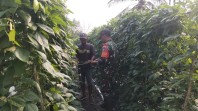 Babinsa Bagan Besar Timur Dampingi Petani, Dorong Budidaya Kacang Panjang