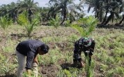Babinsa Sungai Sembilan Turun ke Kebun, Ingatkan Larangan Bakar Lahan