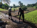 Babinsa Koramil 01/Dumai Patroli Karhutla Sambil Dampingi Budidaya Kangkung di Bagan Keladi
