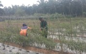Perkuat Ketahanan Pangan, Babinsa Kodim Dumai Aktif Dampingi Petani