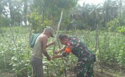 Babinsa Koramil 02/Bukit Kapur Berikan Pendampingan kepada Petani Timun untuk Tingkatkan Produktivitas