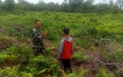 Babinsa Dumai Barat Lakukan Patroli Karhutla Sambil Dampingi Petani Timun