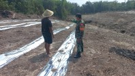 Manfaatkan Lahan Produktif, Babinsa Bukit Nenas Dampingi Petani Kembangkan Semangka