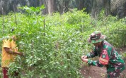 Babinsa Serda Iwan Sahputra Dampingi Petani Cabai di Kelurahan Bangsal Aceh