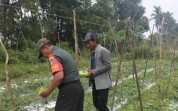 Kodim 0320/Dumai Dukung Swasembada Pangan, Babinsa Dampingi Petani Kacang Panjang