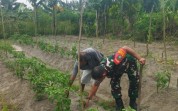Kodim Dumai Bantu Pengembangan Cabe Rawit di Bukit Datuk