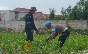 Dukung Ketahanan Pangan Nasional, Polsek Kawasan Pelabuhan Dumai Intensifkan Budidaya Hidroponik