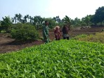 Manfaatkan Lahan Produktif, Babinsa Bagan Keladi Dampingi Budidaya Kangkung Warga