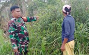 Babinsa Purnama Pantau Lahan Rawan Karhutla dan Dampingi Budidaya Tanaman Cipir