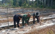 Dukung Ketahanan Pangan, Babinsa Koramil 03/Sungai Sembilan Bantu Petani Budidaya Melon