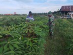 Ketahanan Pangan dan Pencegahan Karhutla Jadi Fokus Pendampingan Babinsa di Tanjung Penyembal