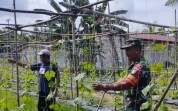Pendampingan Babinsa, Kebun Gambas Warga Jadi Potensi Ekonomi Baru