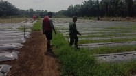 Perkuat Ketahanan Pangan, Babinsa Basilam Baru Dampingi Petani Kelola Lahan Pertanian