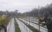 Babinsa Koramil 03/SS Dorong Ketahanan Pangan dan Cegah Kebakaran Lahan
