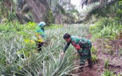 Babinsa Turun ke Kebun, Beri Motivasi dan Edukasi Petani Nanas