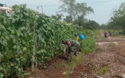 Babinsa Koramil 02/Bukit Kapur Aktif Dampingi Warga Tingkatkan Hasil Pertanian Rumah Tangga