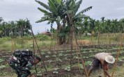Babinsa Turun ke Kebun, Dorong Produktivitas Timun dan Cegah Karhutla