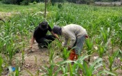 Perkuat Ketahanan Pangan, Polsek KSKP Dumai Lakukan Pendampingan dan Perawatan Tanaman Jagung