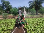 Tak Hanya Patroli Karhutla, Babinsa Dampingi Warga Budidaya Tanaman Sawi