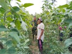 Dorong Ketahanan Pangan, Babinsa Tanjung Penyembal Turun Langsung Dampingi Petani