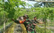 Babinsa Bukit Kapur Berikan Pendampingan Pertanian untuk Perkuat Ketahanan Pangan